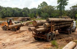 ufficiali ambientali1 e1307310422446 Amazzonia, la mafia del legno uccide ancora