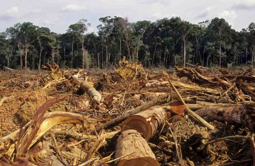 Amazzonia deforestazione1 500x325 LEuropa e quel legno illegale