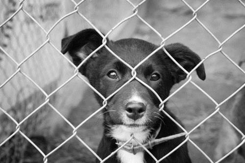 massacro dei cani in Ucraina La strage silenziosa dei cani dUcraina per gli Europei della vergogna