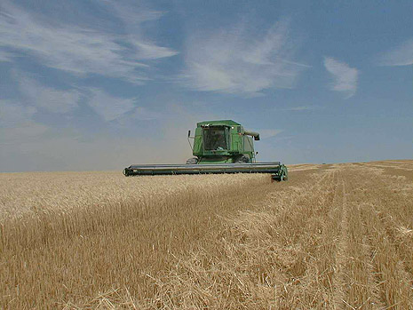 Negli Usa scoppia la crisi del grano