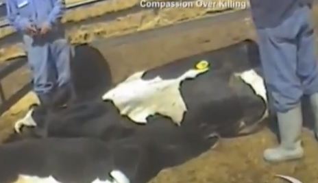 Ecco il video che inchioda un’azienda Usa per maltrattamenti su animali