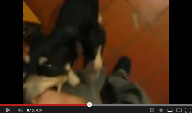 Il cane comunista, attacca quando sente il nome di “Berlusconi” – VIDEO